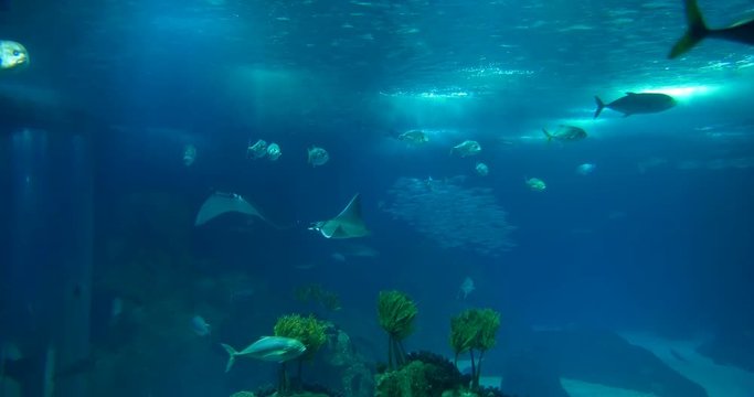 Lots Of Different Rays In A Huge Aquarium