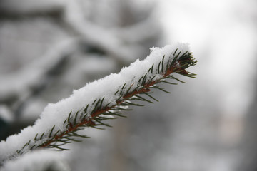 abete abete con neve albero di Natale alberi con neve nevicata fiocco di neve 