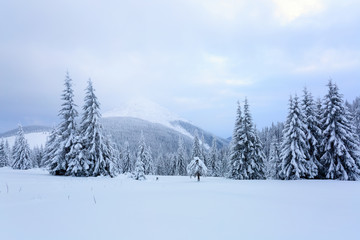 The trees under snow are on the lawn.