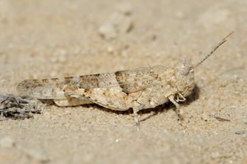 Closeup of the nature of Israel - grasshopper  on the sand