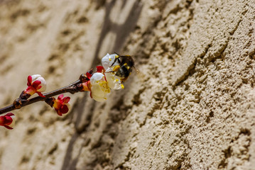 Abricotier en fleurs et abeille butineuse.