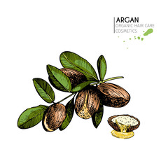 Vector set of hair care ingredients. Organic hand drawn colored elements. Argan nuts branch and half.