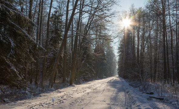 Fototapeta Forest dirt road in snowfall