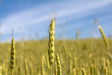ears of wheat