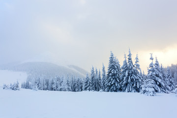 Fototapeta premium Fir-trees covered with snow around lawn.