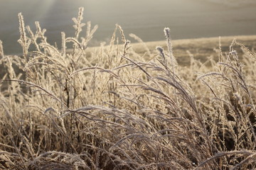 Fototapeta premium Yellow sunny frozen grass detail