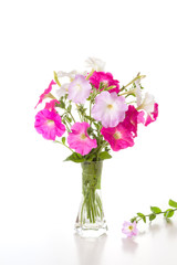 Bouquet of pink petunias