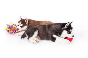 Two Siberian Husky puppy playing with a balls.
