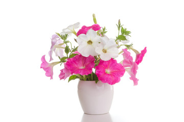 Bouquet of pink petunias