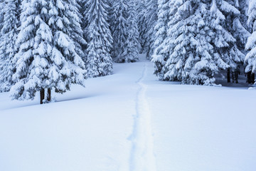The path leads to the snowy forest.