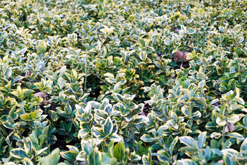 Cornus kousa 'Snowboy'
