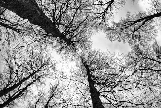 Fototapeta Trees in park