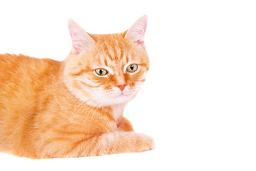 Cute ginger cat lying on the floor.