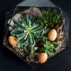Small garden of succulent plants with easter eggs