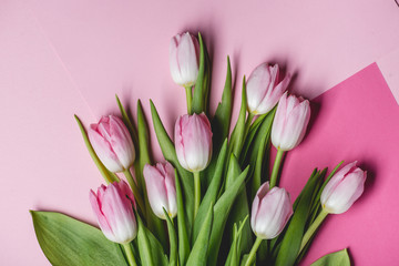 Pink tulips on paper background