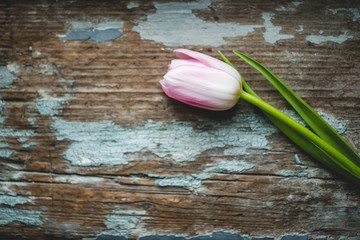 Tulip on the wooden background