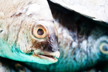 Pile of the catching freshwater fish