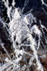 Frozen branch