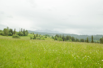 field of spring grass and mountain