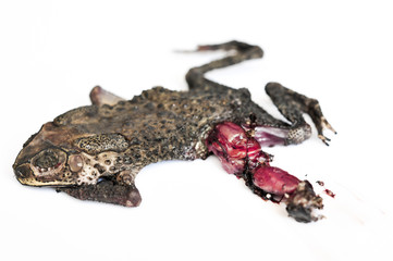 dry and flat toad, frog death on white background