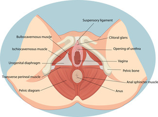 Vector illustration of Female reproductive muscles anatomy - obrazy, fototapety, plakaty