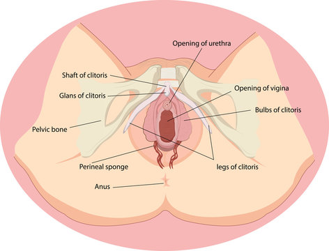 Vector illustration of Female reproductive organs anatomy