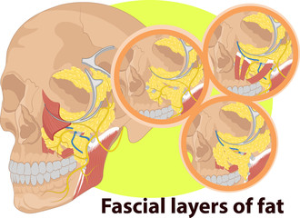 Vector illustration of Facial layer anatomy