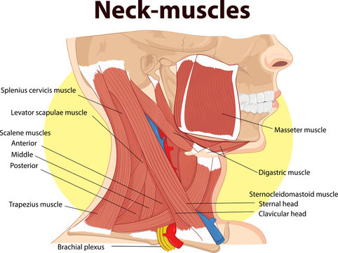 Vector illustration of  Neck muscles anatomy