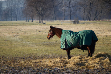 Horse in protective blanket chew of straw in the late autumn, paddock and pasture