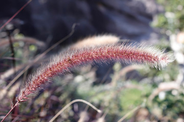 lalang flower field