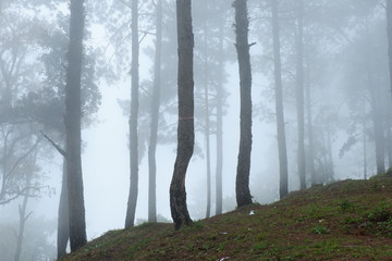 Foggy on Pine forest in Thailand. 
