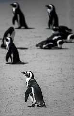 Pinguinkolonie an der False Bay in Simons Town Südafrika