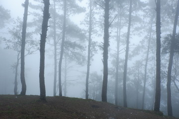 Foggy on Pine forest in Thailand. 