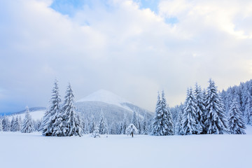 The trees under snow are on the lawn.
