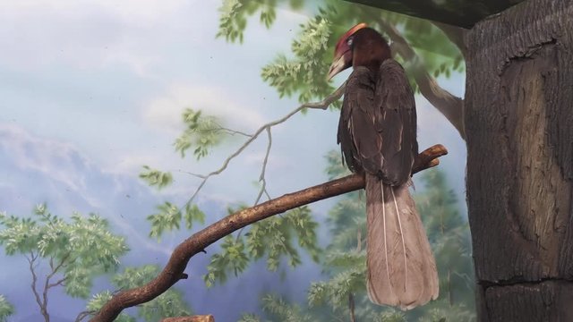Beautiful Rufous hornbill on tree branch stock footage video
