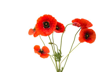 a bouquet of red poppies isolated - Powered by Adobe