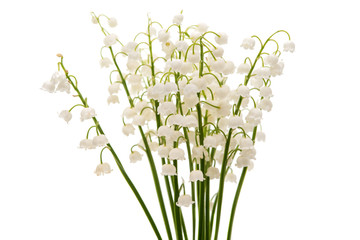Flower lily of the valley isolated