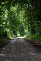 Cobbled street through a forest
