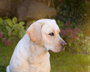 A young yellow labrador sitting on a lawn and looking away. Beautiful light golden labrador closeup sitting happily on the lawn. Being very friendly and excellent guide dogs.