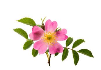 Dog rose isolated