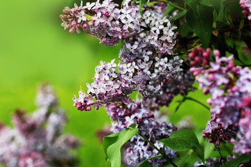 Fototapeta na wymiar Lilac blooms. A beautiful bunch of lilac in flowering. Lilac flowers in the garden.
