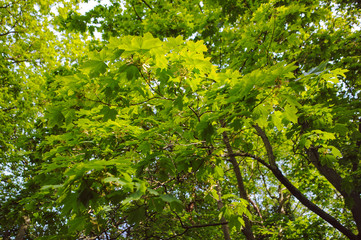 Fototapeta na wymiar Summer branch with fresh green leaves