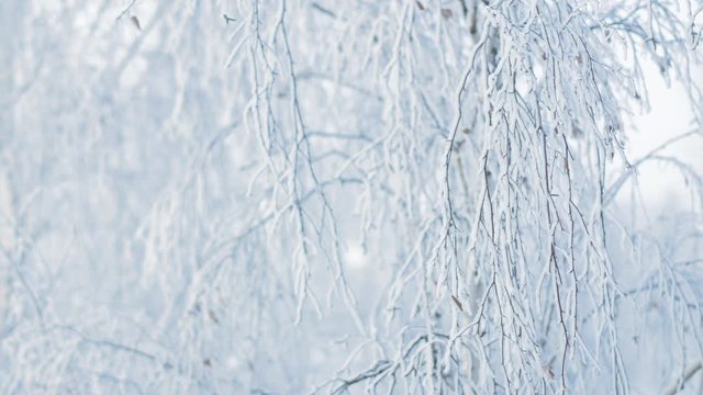 Winter scene. Frozen branch of birch tree covered fresh snow closeup