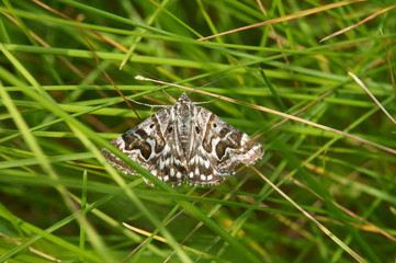 Бабочка на траве