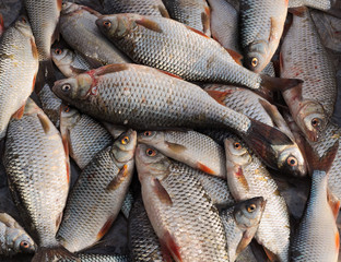 background of freshly caught common rudds