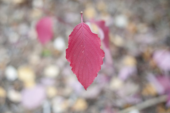 Rotes Baltt