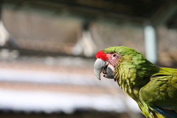 オウム