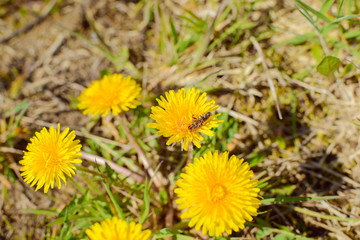 A few yellow flower of dandelion