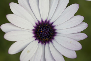 Fototapeta premium Daisy