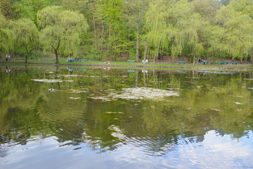 Obraz premium Spring Park. Lake in the spring park. Spring landscape.